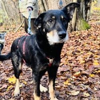 aufgeweckte, liebenswerte Lupa sucht, Hündin zur Adoption