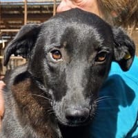 LANA-zarte, wunderschöne Hündin, 56 cm, Hündin zur Adoption