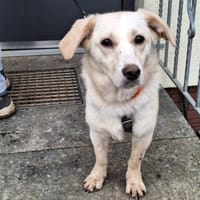 FLORA kleiner Sonnenschein sucht Zuhause, Hündin zur Adoption