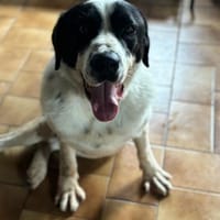 GORILAKI - mit einem Herzen aus Gold, Hund zur Adoption