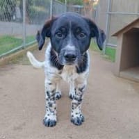 Leo:  junger, herzensguter Rüde (E), Hund zur Adoption