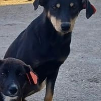 🐾 Cadela  sucht ihre Menschen, Hündin zur Adoption