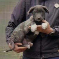 Blue sucht sein  Zuhause, Hund zur Adoption