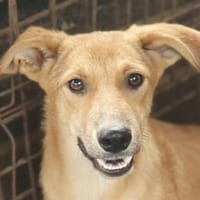 GORBI-ein richtiger Goldschatz, 52 cm, Hund zur Adoption