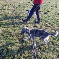 Filou sucht seine Schmusepartner, Hund zur Adoption