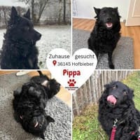 Pippa kroatischer Schäferhund Hündin Mix, Hündin zur Adoption