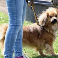 ROBY - zusammen heimelig machen, Hund zur Adoption