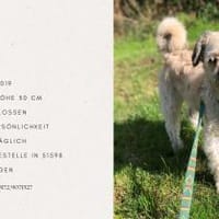 Elvis - Ein kleiner Charakterkopf sucht, Hund zur Adoption