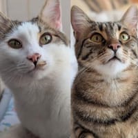 Piff und Spooky, Kater zur Adoption