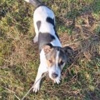 Momo sucht seine Familie, Hund zur Adoption