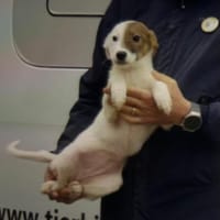 Two Face, Hündin zur Adoption