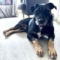 JUNA träumt von Ihrem Weihnachtsmärchen, Hündin zur Adoption