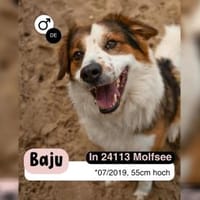 BAJU mit Herz und Charakter, Hund zur Adoption