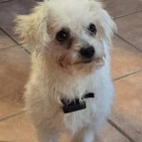 Mira in 63654 Büdingen, Hündin zur Adoption