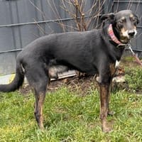 Zauberhafter Roscas, Hund zur Adoption