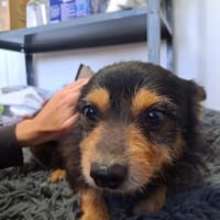 Gerry  kleiner Terrier mit großem Herz, Hund zur Adoption