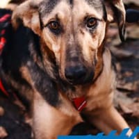 Pappy - sehr lieb, klug, etwas scheu, Hund zur Adoption