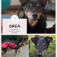 Orea: Liebevolle Hundedame, Hündin zur Adoption