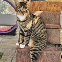 Amicus, der Kuschelprofi, Kater zur Adoption