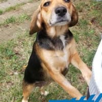 Milly - junges Mädchen mit Energie, Hündin zur Adoption