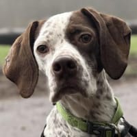 Acira, geb. ca. 04/2023, 67735 Mehlbach, Hündin zur Adoption