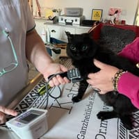 Sehr liebe, blinde Yazz !, Katze zur Adoption