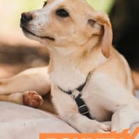 Bounty - fröhliche Zuckerschnute, Hündin zur Adoption