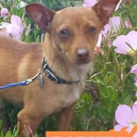 Barney - pfiffige Knutschkugel, Hund zur Adoption