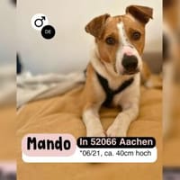 MANDO- kleiner Hund, großes Herz, Hund zur Adoption
