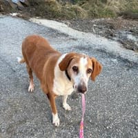 Zuhause gesucht für Kanelos, Hund zur Adoption