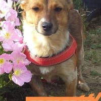 Frederik - aufgeweckte Knutschkugel, Hund zur Adoption