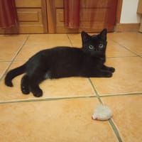 alphy pab28316, chat à adopter