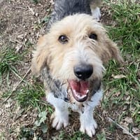 BROUSSAILLE, chienne à adopter