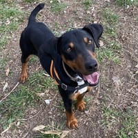 ZEST, chien à adopter