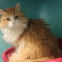 SHENZI, chatte à adopter