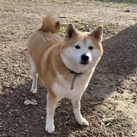 TARA, chienne à adopter