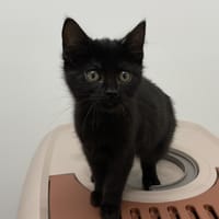 Bái, chatte à adopter