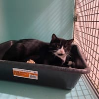 SHADDOW, chat à adopter