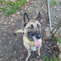 NINJA OAA19901, chien à adopter