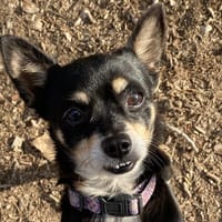 HARAKIRI, chien à adopter