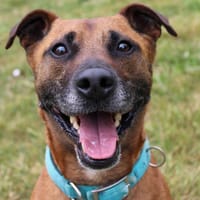 WRAP, chien à adopter