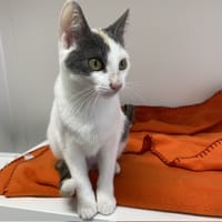DOOMOO, chatte à adopter
