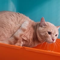 SIMBA, chat à adopter