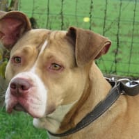 XENA* (Réservée), chienne à adopter