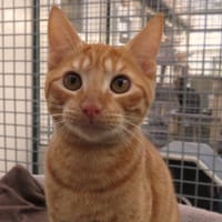 TAO, chat à adopter