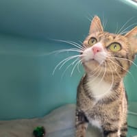 Coco, chatte à adopter