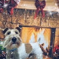 Milou (Reservé), chien à adopter