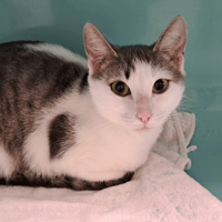 AERINE, chatte à adopter