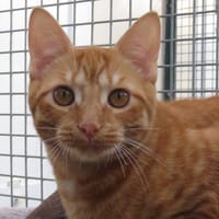 TAÏ, chat à adopter