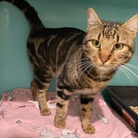 GRIBOUILLE, chat à adopter